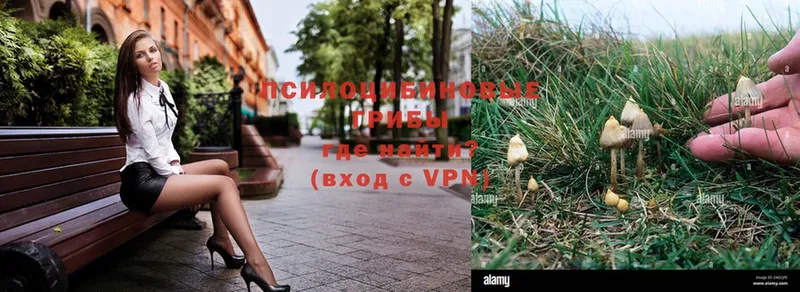 Галлюциногенные грибы Psilocybe  Краснознаменск 